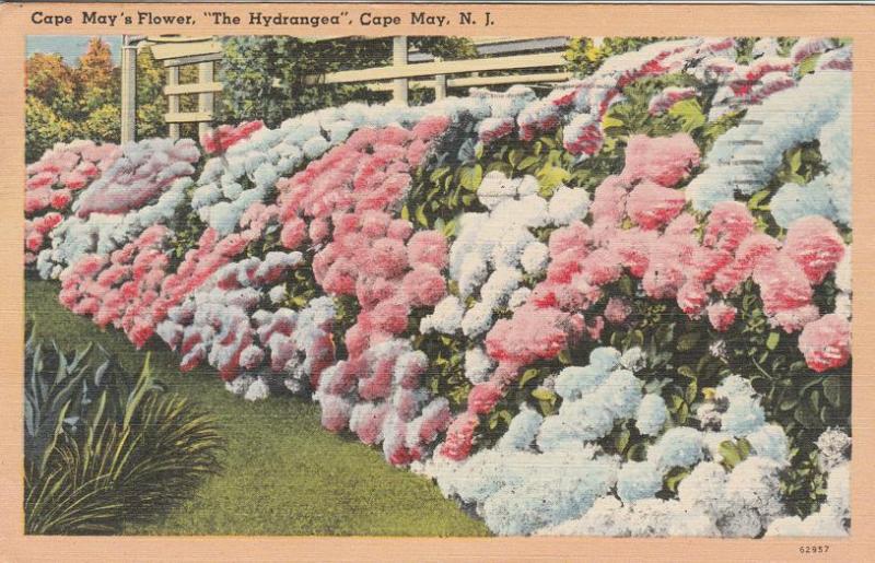 Hydrangea - Flowers at Cape May NJ, New Jersey - pm 1949 - Linen