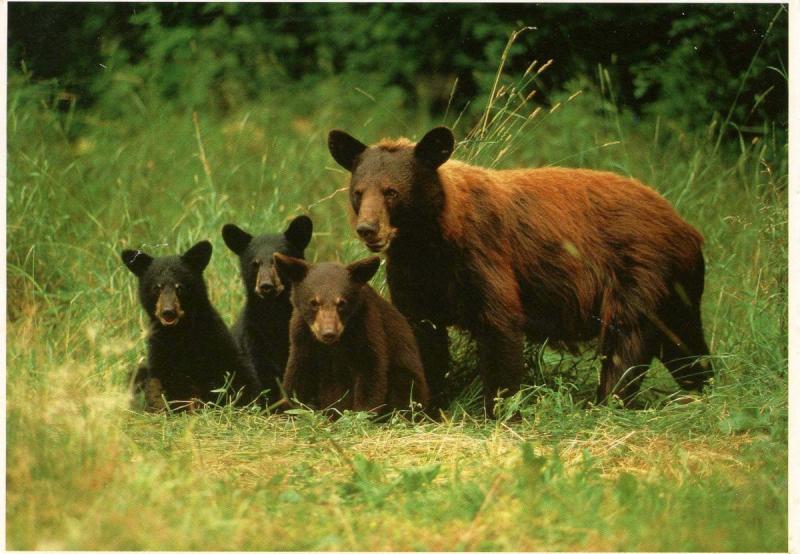 Black Bear in California