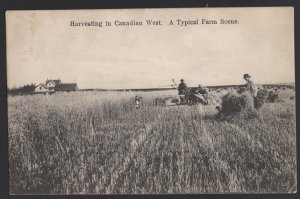 Canadian West Harvesting - A Typical Farm Scene Reaping Grain pm1908 ~ DB