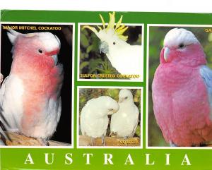 BG20901 parrot major mitchel cockatoo corella australia bird animal