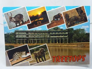 Treetops Safari Park Kenya Vintage Multiview  Postcard