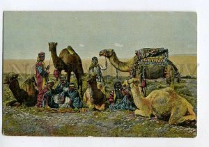3132530 ASIA Type CAMEL Resting Vintage postcard