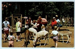 CAVE JUNCTION, Oregon OR ~ WOODLAND DEER PARK ca 1960s Roadside Postcard