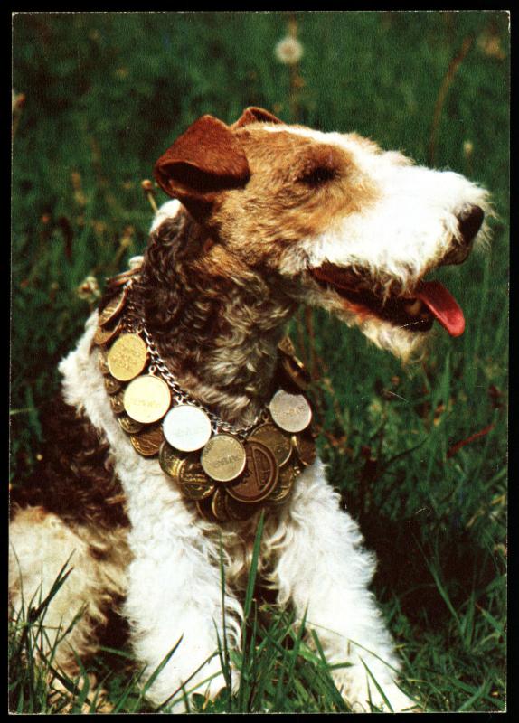 DOG wire-haired Fox Terrier Vintage Real Photo Soviet Postcard