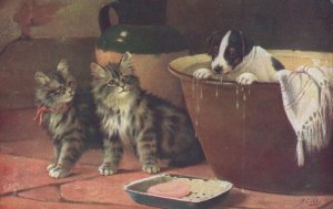 When Cats Are Kittens & Dogs Are Puppies Tucks 3053 Oilette Postcard