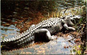 Florida Alligator Sunning