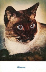 Animal   BEAUTIFUL BLUE EYED SIAMESE CAT   Standard Arts Postcard