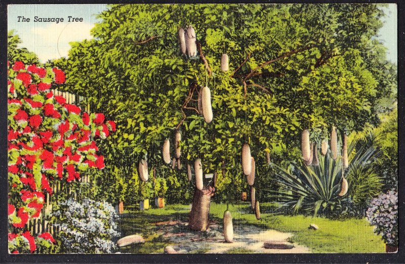 DOLLAR BOX – FL – The Sausage Tree