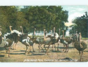 Divided-Back OSTRICH BIRDS FIGHTING ON FARM Pasadena - Los Angeles CA E8480