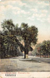 Cambridge Massachusetts~Washington Elm in Street~Sign in Front~1910 Postcard