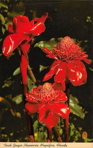 Torch Ginger Phaemeria Magnifica  Flowers FL