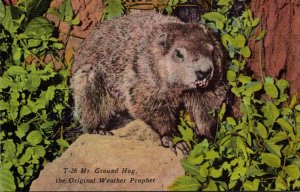 Mister Ground Hog The Original Prophet