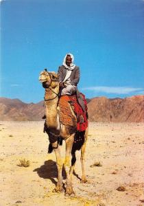 BR42718 The bedouin proudly rides high on his camel chameau camel palestine