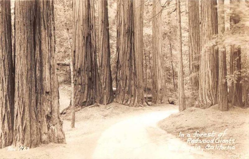 Big Basin California Redwood Forest Path Real Photo Antique Postcard J70257