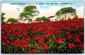 Postcard - Largest Poinsettia Field In The World - California