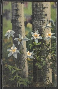 Colorado, Columbine - State Flower - [CO-241]