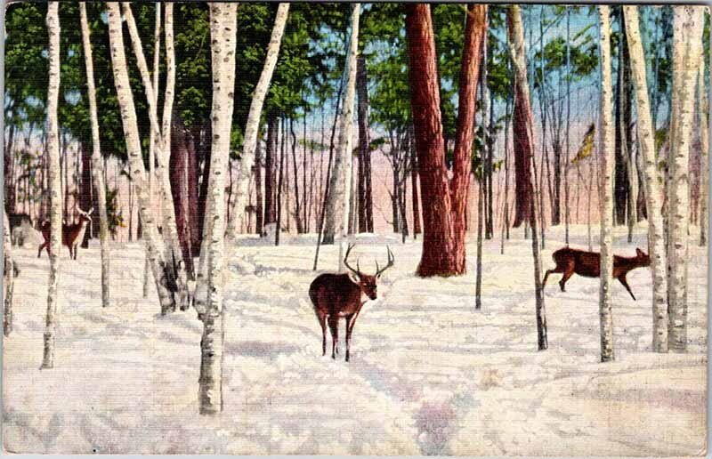 Postcard ANIMAL SCENE Sault Ste. Marie Michigan MI AM2254