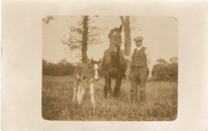 Horse mare with foal in the field, with man Old vintage English postcard