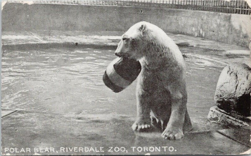 Polar Bear Riverdale Zoo Toronto ON Ontario c1911 for BM Woodward Postcard F42