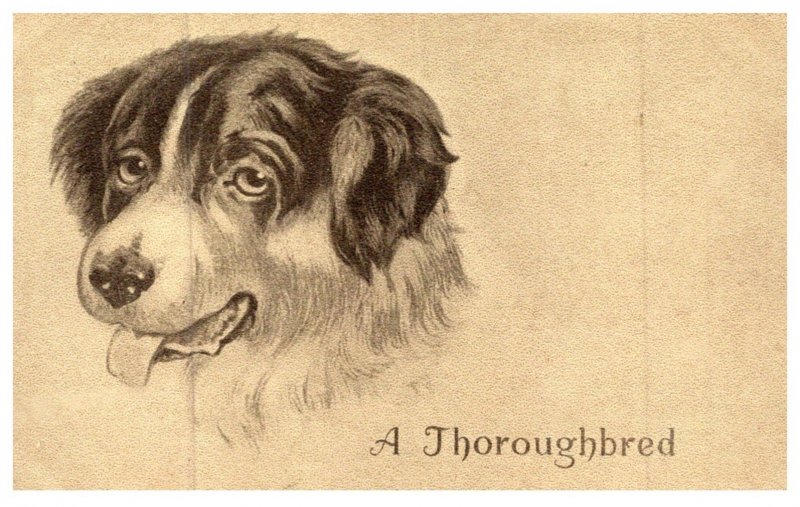 Dog Thoroughbred