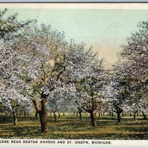 c1910s Benton Harbor / St. Joseph, Mich Orchard Trees Spring Bloom Bradford A200