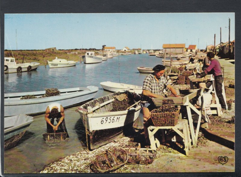 France Postcard - Fishermen - Parcs a Moules - Le Triage  RR6452