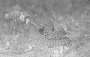 RPPC COBRA OR RATTLER SNAKE REAL PHOTO POSTCARD (c. 1920s)