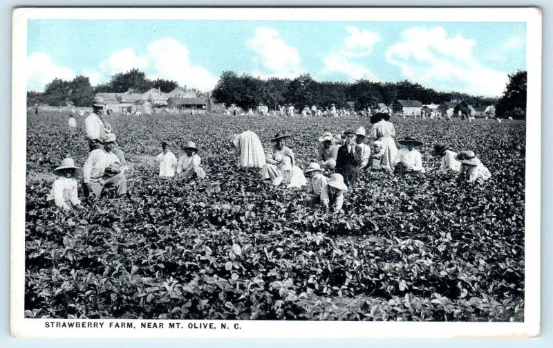 MT OLIVE, NC North Carolina  STRAWBERRY FARM Scene  c1910s  Postcard