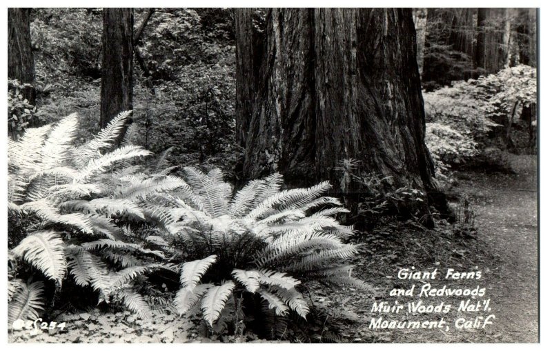 Muir Woods RPPC Postcard Giant Ferns and Redwoods Muir National Park, California