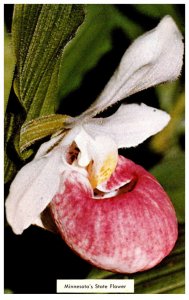 Showy Lady Slipper (Cypripedium Reginae )