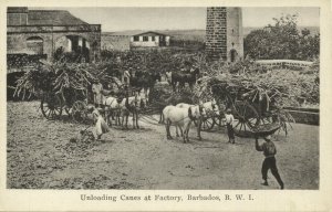 barbados, B.W.I., Unloading Canes at Sugar Factory (1930s) Postcard