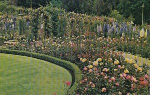 Canada Beautiful Rose Garden Butchart Gardens Victoria British Columbia