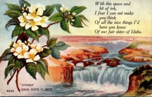 Idaho State Flower Syringa 1910