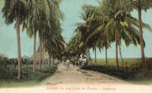 Vintage Postcard Entrada De Una Finca De Campo Veracruz Coconut Palms Mexico