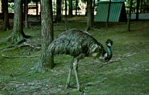 Indiana Bloomingdale Gobblers Knob Deer Farm Ostrich