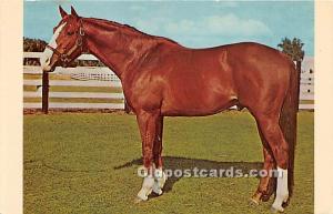 Journalist, Famous Race Horse standing at Ocala Stud Horse Racing Unused 