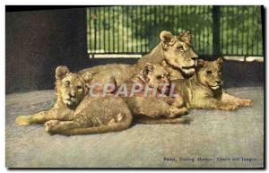 Postcard Old Felin Lion Lioness Zoo