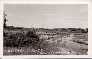 The Carrot River Kinistino Saskatchewan SK Sask Cattle RPPC Postcard D45 *As Is