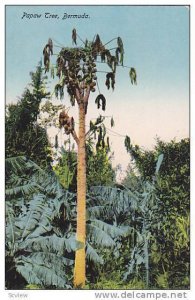 Papaw Tree, Bermuda, 10-20s