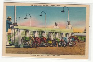 P3288 vintage postcard greyhound dogs racing there off after rusty rabbit miami