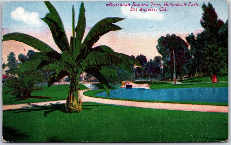 Los Angeles California CA, Abyssinian Banana Tree, Hollenbeck Park, Postcard