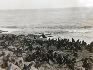 Cow Seals Hauled Out Alaska Cute Little Fat Seals Vintage Postcard RPPC Sawyer