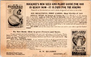 Postcard advert IL Rockford - Woman Holding Buckbee's Giant Branching Asters