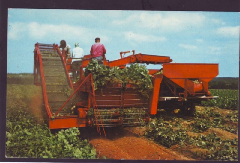 P1365 vintage unused postcard farmers harvest potatoes covehead p.e.i. canada