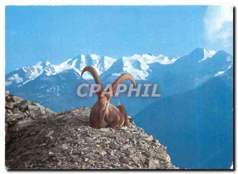 Postcard Modern Steinbock mit Berninagruppe