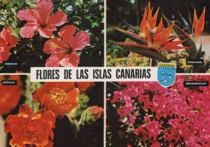 Spain Postcard - Tenerife, Canary Islands - Flores De Las Islas Canarias  RR9383