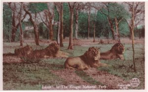 Lions at Kruger National Park Vintage Real Photo Postcard