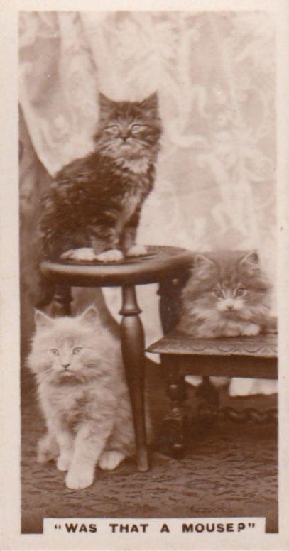 Was That A Mouse Cats Startled German Old Real Photo Cat Cigarette Card