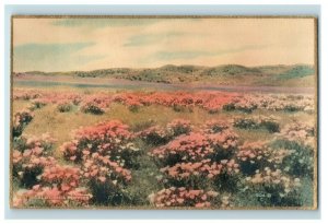 1910 California Poppies Flowers RPPC Real Photo Hand Colored Postcard P181 