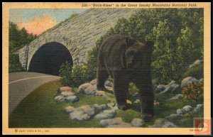 Hitch-Hiker in the Great Smoky Mountains National Park